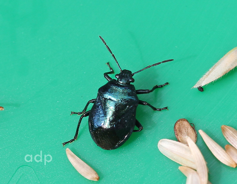 IMG_4793tqst800c BlShbug Zicrona caerulea BC.jpg